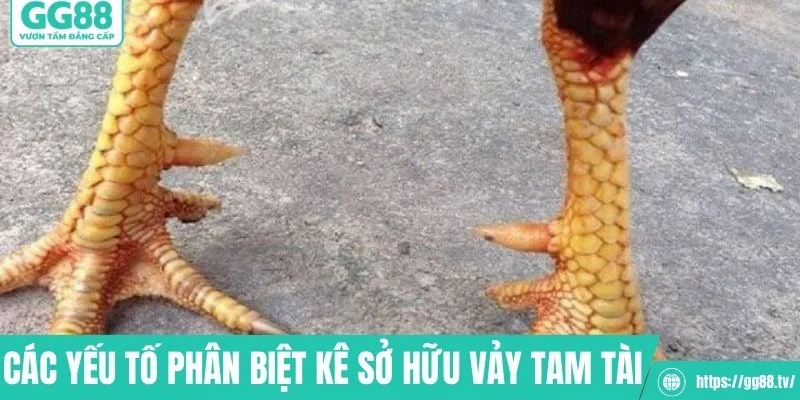 Các yếu tố phân biệt kê sở hữu vảy tam tài