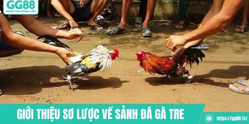 Giới thiệu sơ lược về sảnh đá gà tre