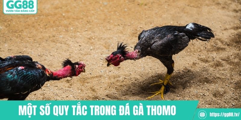 Một số quy tắc đáng chú ý trong đá gà Thomo
