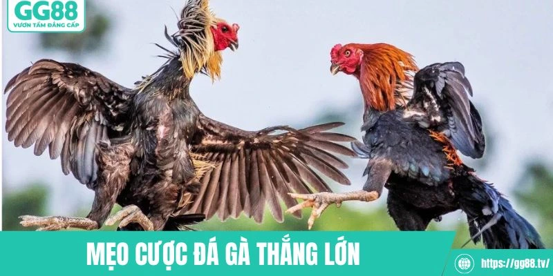 Vận dụng mẹo hay được chia sẻ từ cao thủ